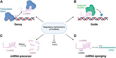 Assessing the suitability of long non-coding RNAs as therapeutic targets and biomarkers in SARS-CoV-2 infection